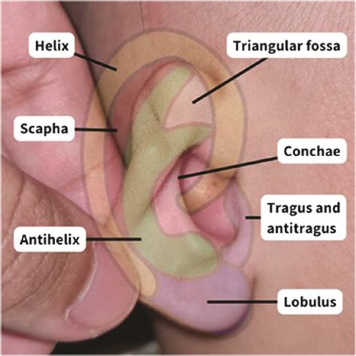 What is the function of antitragus?