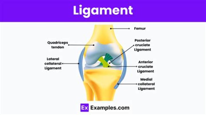 What is the function of ligaments?
