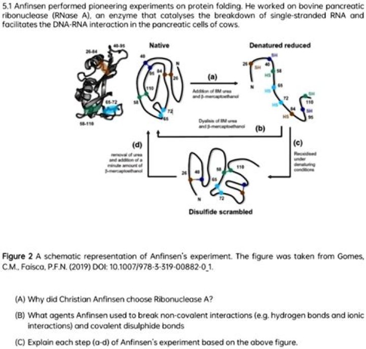 What is the main finding of anfinsen's experiment with ribonuclease a?