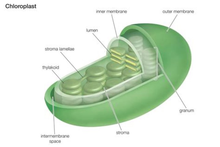 What is the main function of chloroplast?