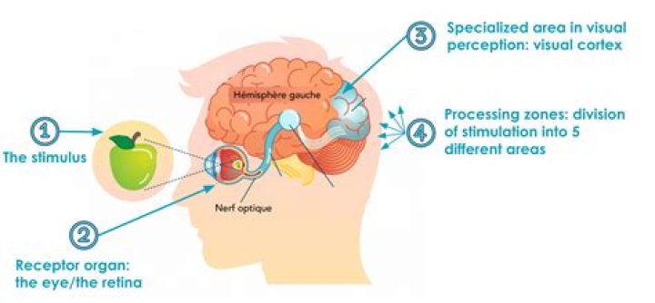 What is the meaning of misperceiving?