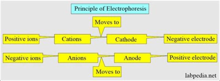 What is the principle of electrophoresis?