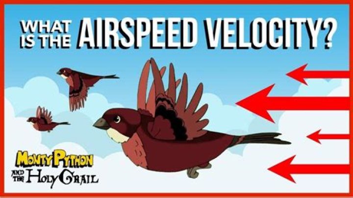 What is the wing speed of a swallow?