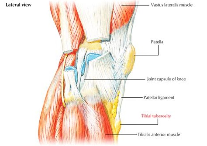 What is tibial tuberosity?