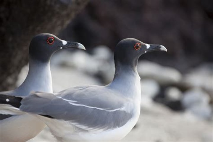 What is unique about swallow-tailed gulls?