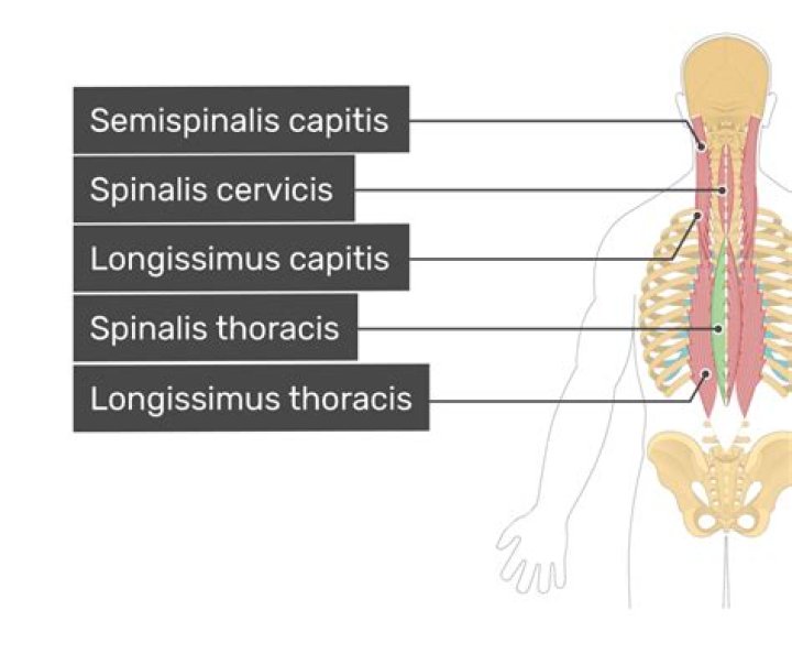 What is your sacrospinalis?
