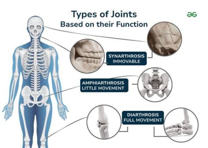 What joints are uniaxial?