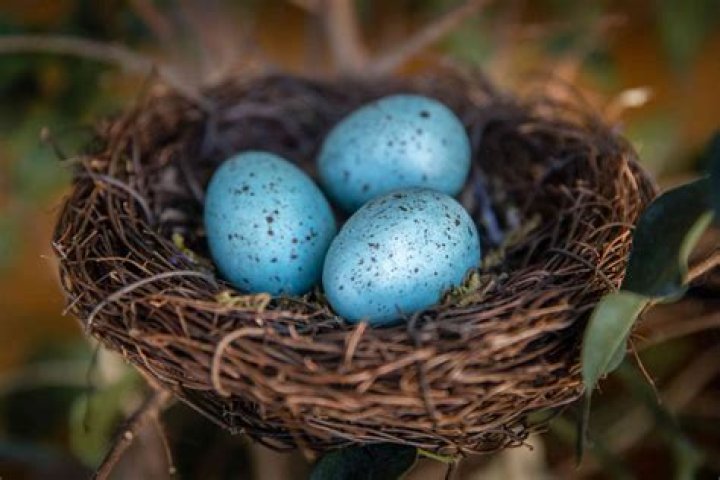 What kind of bird lays turquoise eggs?