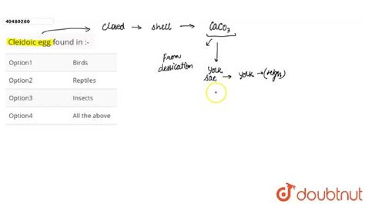 What means cleidoic egg?