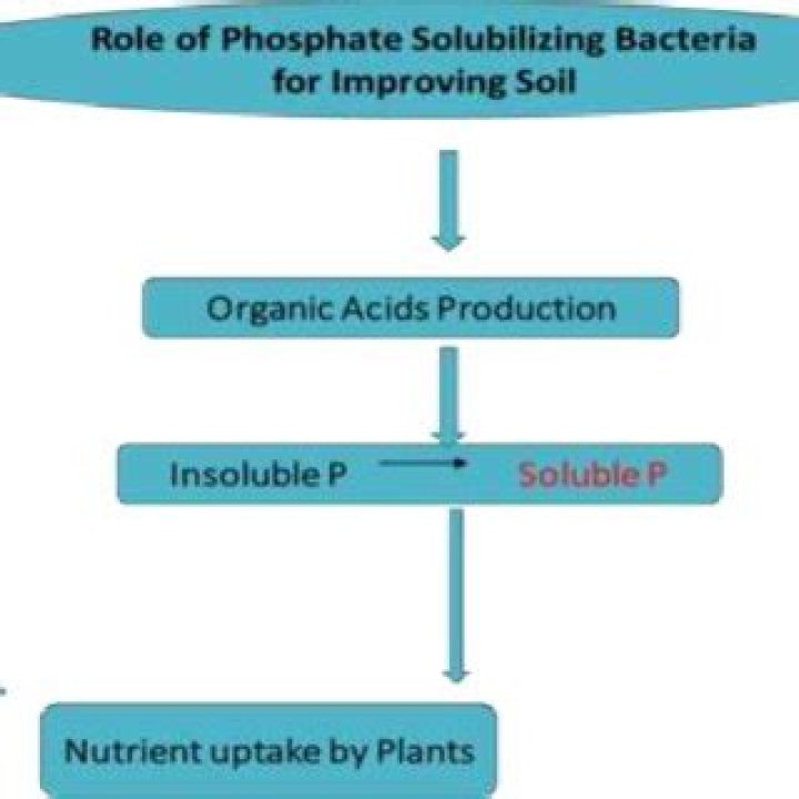 What means phosphate solubilizing?