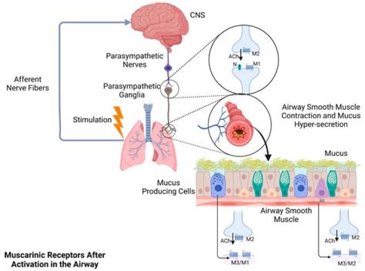 What muscarinic receptors are?