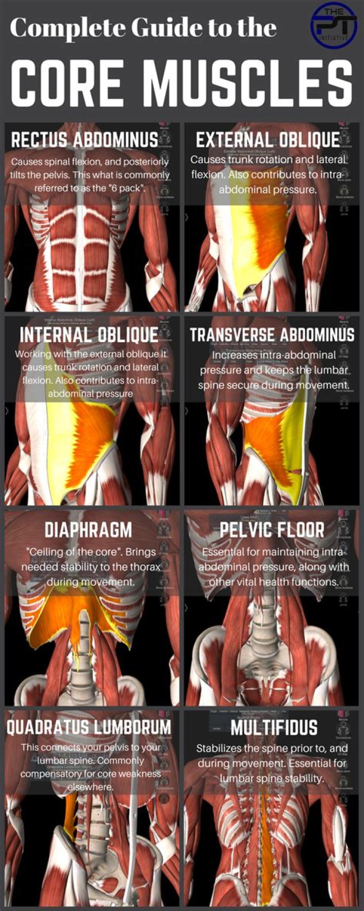 What muscles are involved in the core?