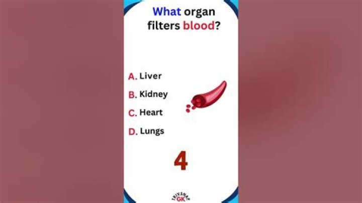 What organ filters blood?