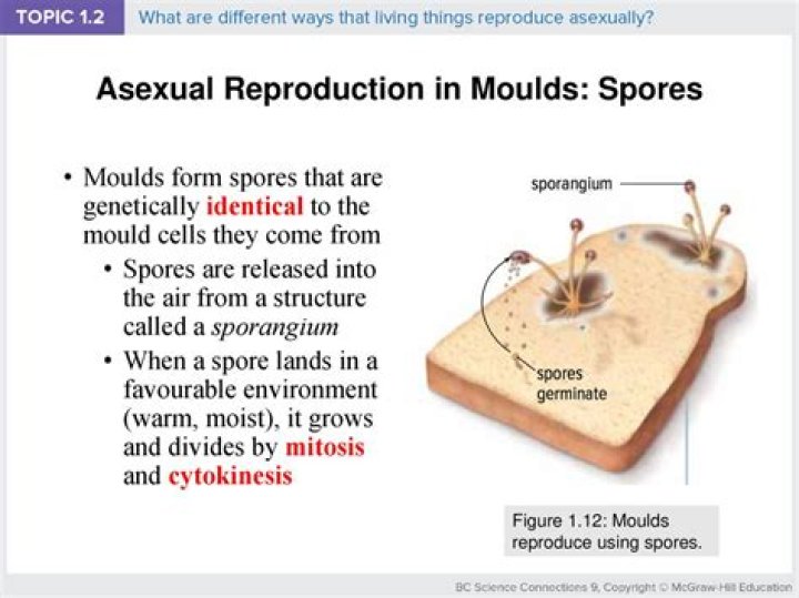 What organisms asexually reproduce?