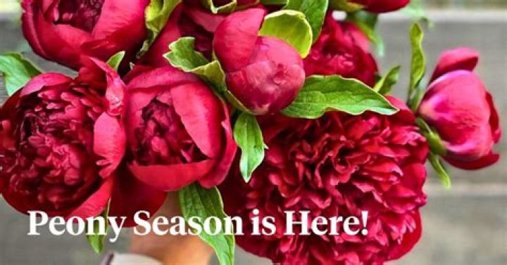 What peonies smell the best?