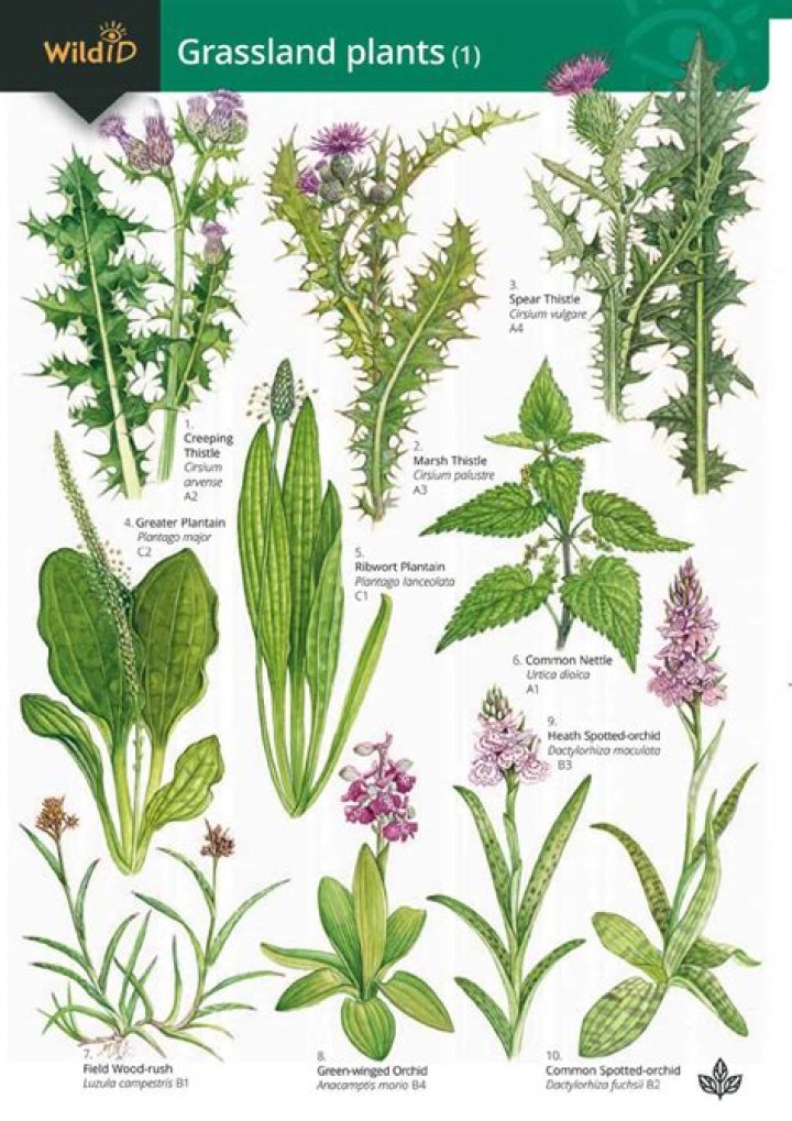 What plants are in the grasslands?