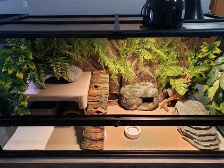 What size enclosure for leopard gecko?