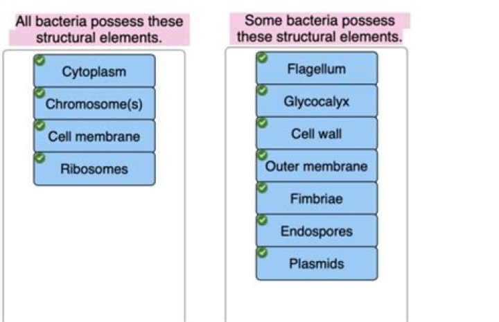 What structures are possessed by all bacteria?