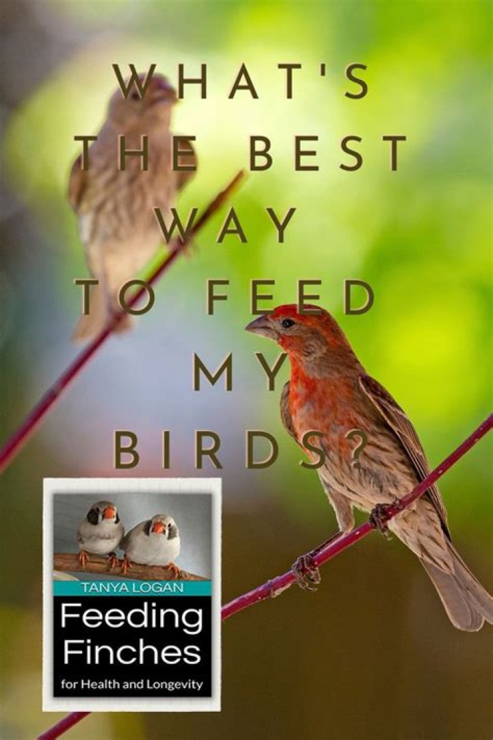 What to feed finches?
