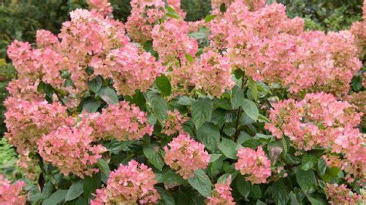 What to plant with quick fire hydrangea?
