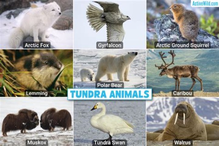 What tundra animals live?