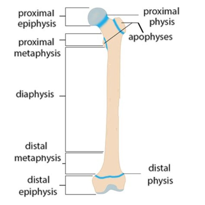 What type of bone is found in the epiphysis?