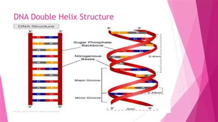 What untwists the double helix?