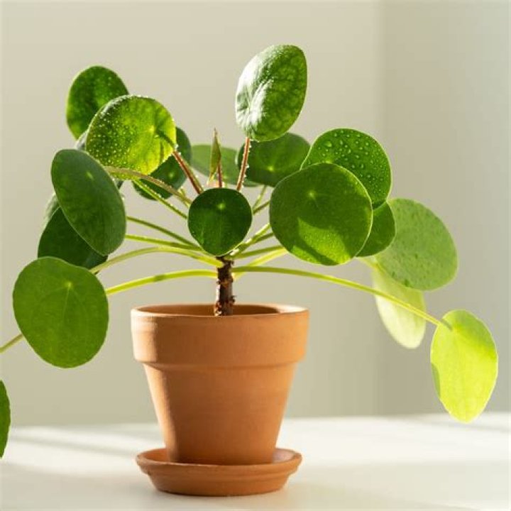 What venation is money plant?