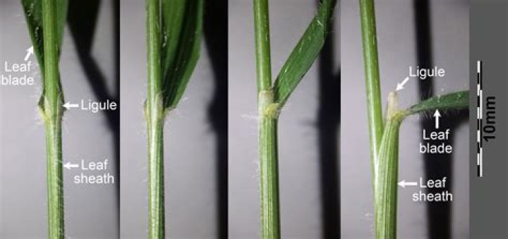 Whats a blade of grass?