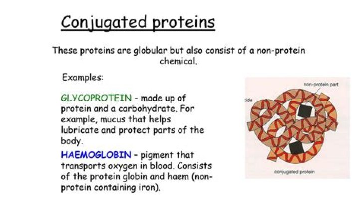 Whats a conjugated protein?