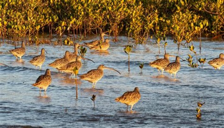 Whats a group of curlews?