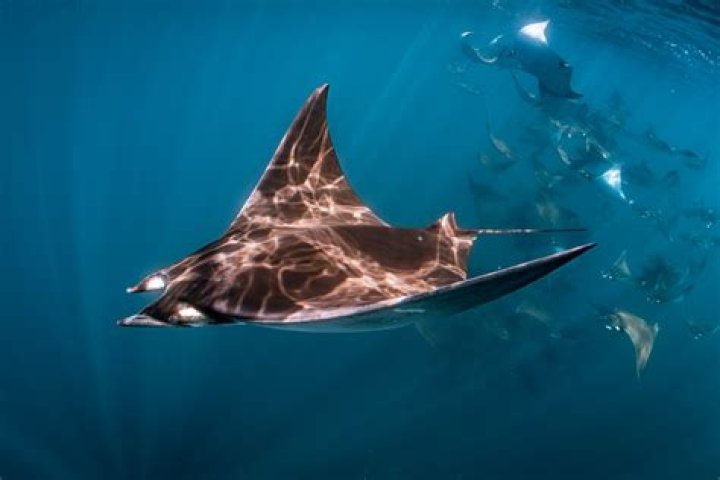 Whats a group of manta rays called?