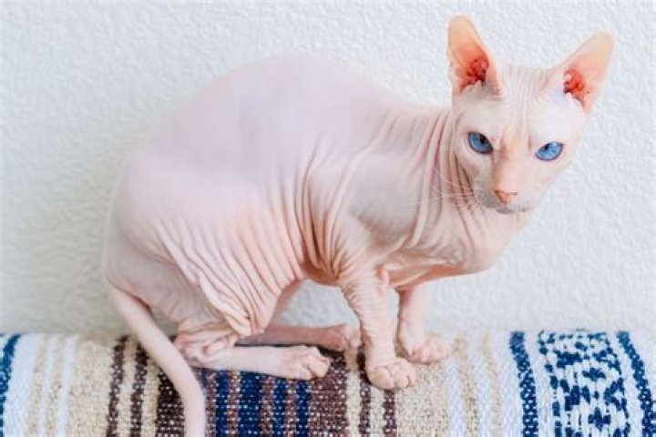 Whats a hairless cat called?