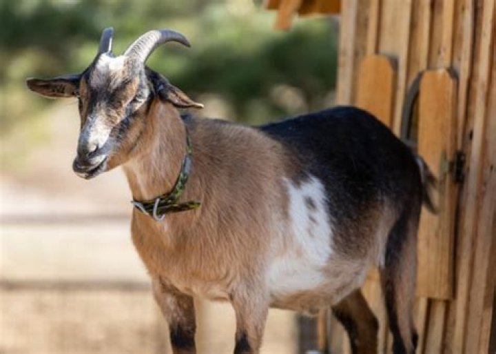 Whats is a female billy goat called?