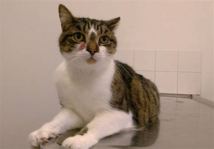 Whats it mean to be riled up?