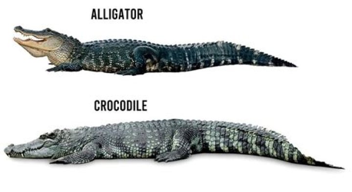 Whats the difference between an alligator and a croc?
