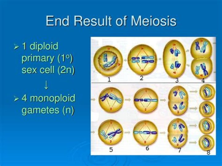 Whats the end result of meiosis?