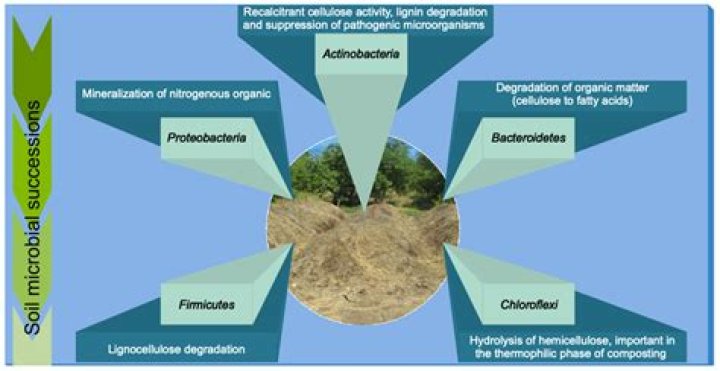Whats the meaning of degradative?