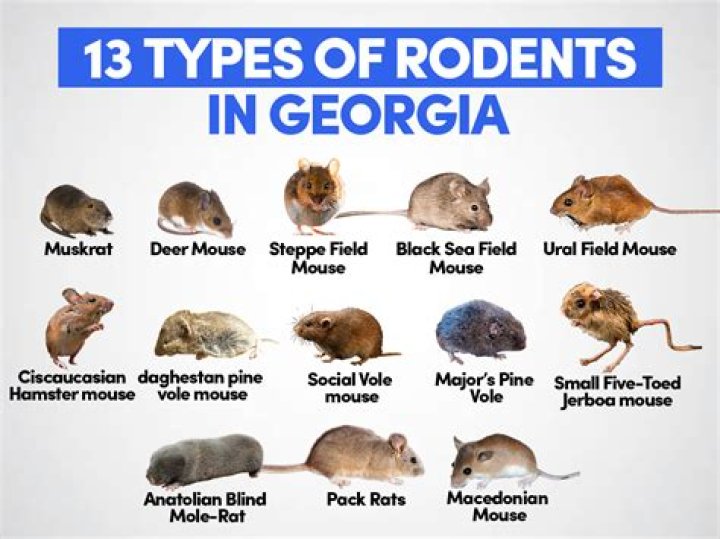 Whats the meaning of tind?