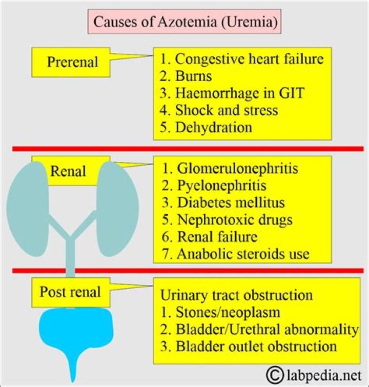 Whats the meaning of uraemia?