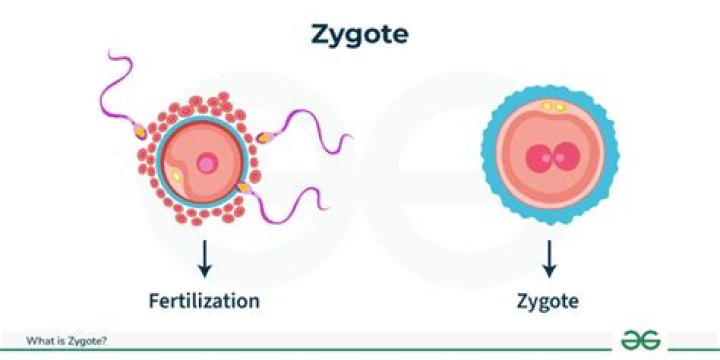 Whats the meaning of zygotic?