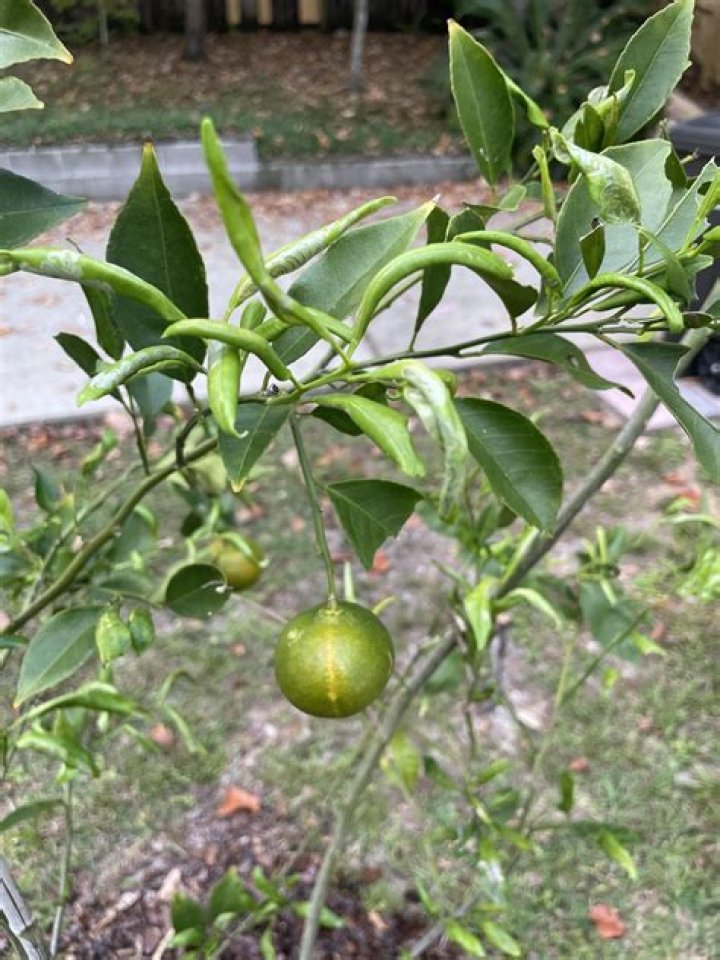 Whats wrong with my satsuma tree?