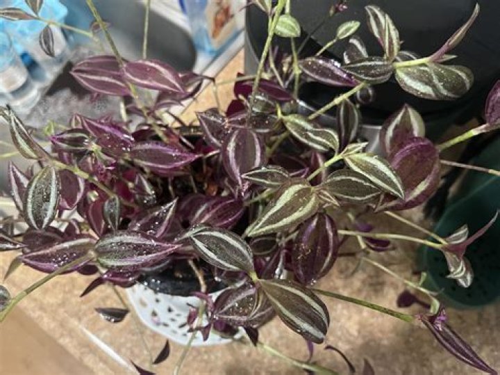 Whats wrong with my tradescantia?