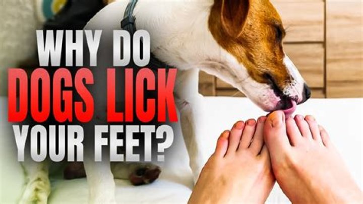 When a dog licks your toes?