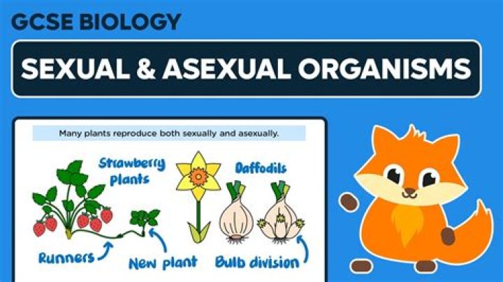 When an organism reproduces asexually?