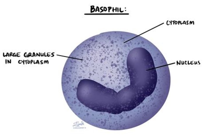 When are basophils released?