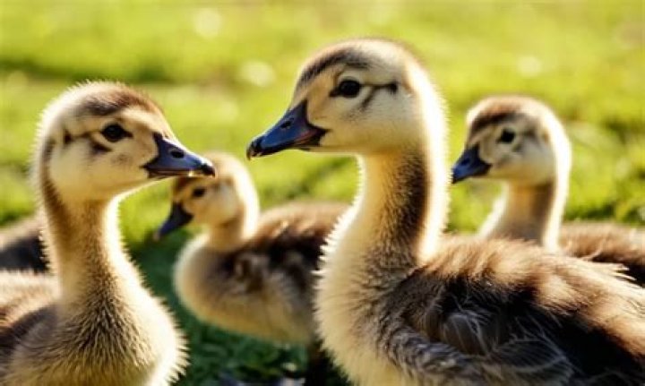 When can goslings go outside?