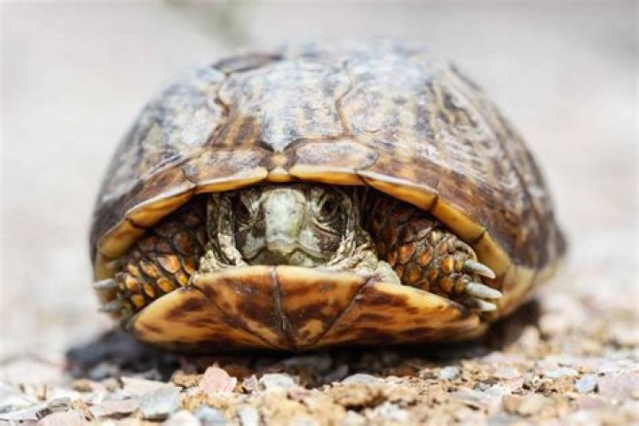 When can ornate box turtles breed?