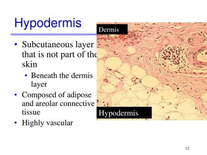 When comparing the dermis with the hypodermis the dermis?