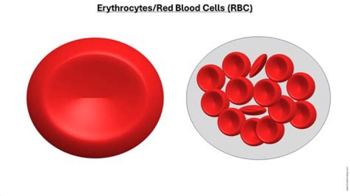 When defective erythrocytes are broken down?
